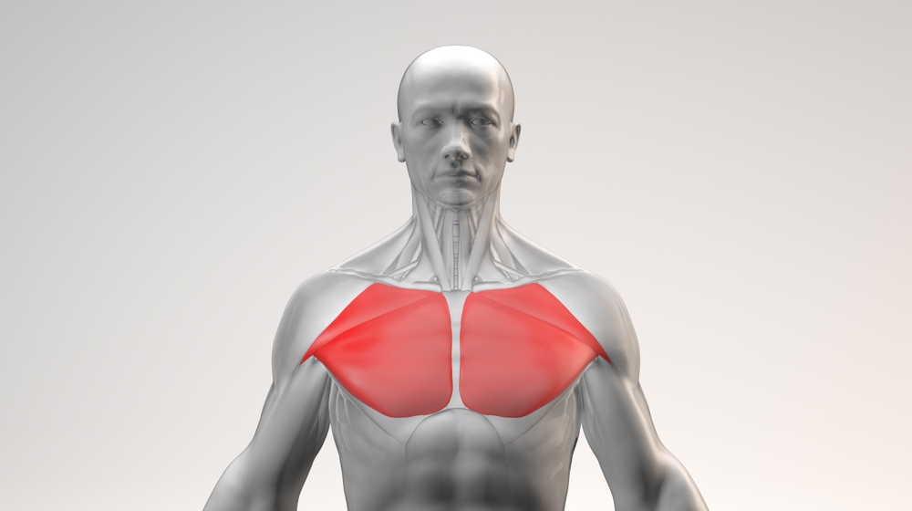 Anatomical male chest illustration highlighting pectoral muscles beside text comparing fat grafting and implants